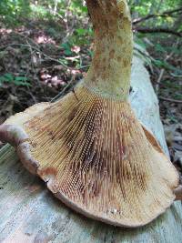 Lactarius subpalustris image