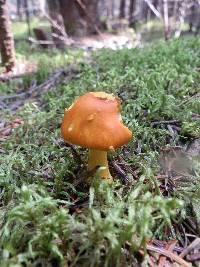 Amanita flavoconia var. flavoconia image