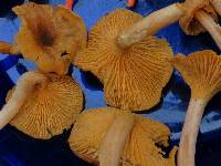 Cantharellus appalachiensis image