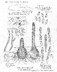 Natantiella ligneola image