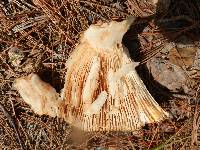 Russula grata image