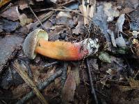 Boletus pruinatus image