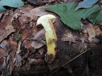 Boletus pruinatus image