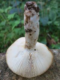 Russula grata image