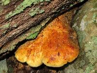 Piptoporus quercinus image