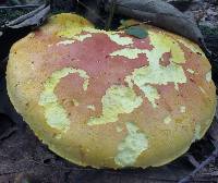 Boletus pallidoroseus image