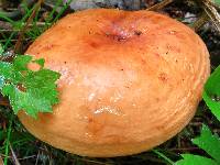 Lactarius volemus image
