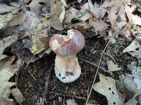 Boletus subcaerulescens image