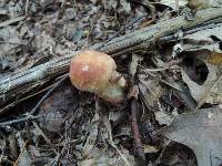 Boletus subcaerulescens image