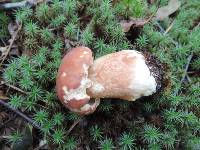 Boletus subcaerulescens image