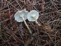 Clitocybe trulliformis image