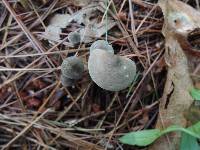 Clitocybe trulliformis image