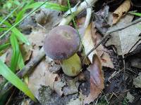 Tylopilus rubrobrunneus image