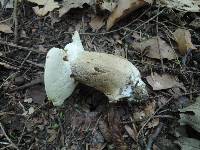 Boletus variipes image