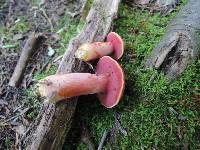 Chalciporus pseudorubinellus image