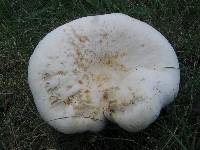 Lactarius piperatus image