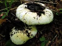 Lactarius subvellereus var. subdistans image