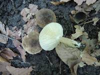 Lactarius fuliginosus image