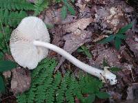 Amanita longicuneus image