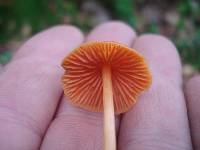 Entoloma salmoneum image