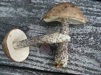 Leccinum snellii image