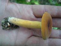 Lactarius volemus image