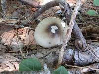 Amanita brunnescens image