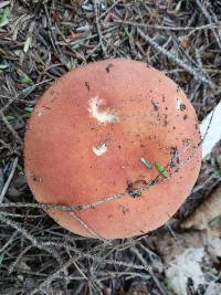 Russula sanguinaria image