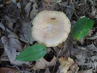 Lactarius chrysorrheus image