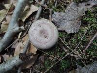 Lactarius pyrogalus image