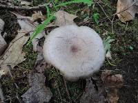 Lactarius pyrogalus image