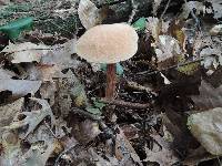 Boletellus russellii image