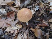 Austroboletus gracilis image