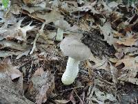 Retiboletus griseus image