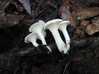 Hygrocybe angustifolia image