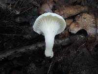 Hygrocybe angustifolia image