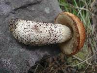 Leccinum aurantiacum image