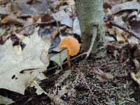 Entoloma quadratum image