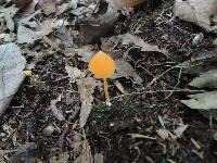 Entoloma quadratum image