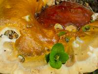 Ganoderma sessile image