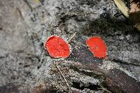 Sarcoscypha occidentalis image