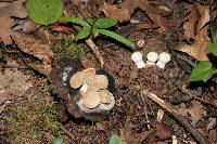 Asterophora lycoperdoides image