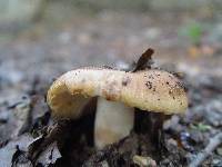 Russula sororia image