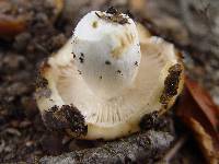 Russula sororia image