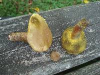 Boletus pallidoroseus image