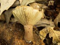 Lactarius quietus var. incanus image