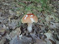 Boletus chippewaensis image