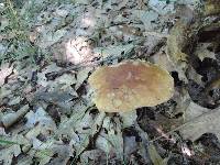 Boletus chippewaensis image