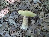 Boletus chippewaensis image