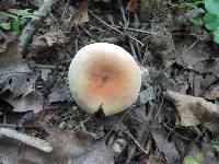 Russula aurora image